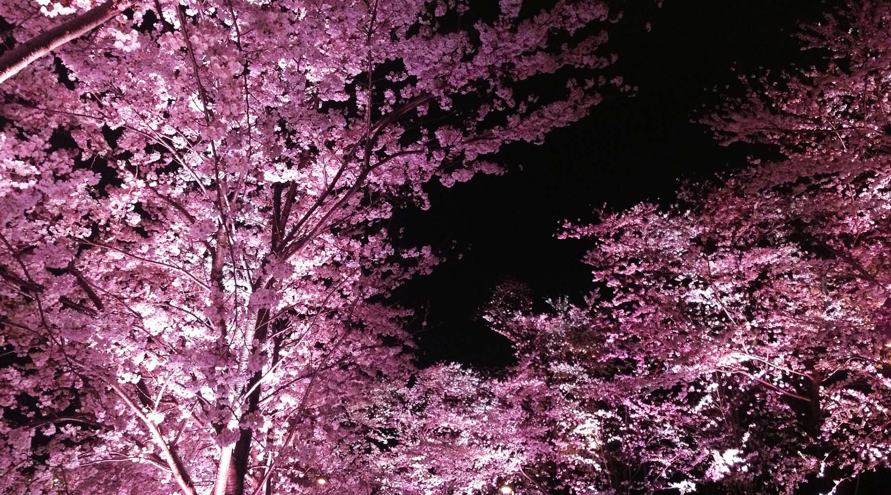桜キャンペーン特典
