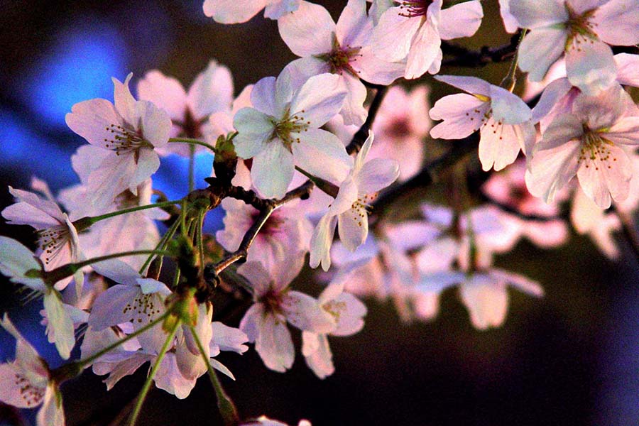 桜キャンペーン特典
